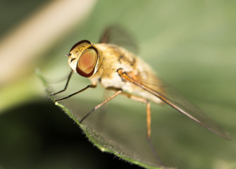 fly in nature. close
