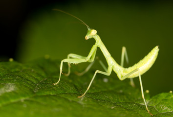 Green mantis in the nature. close