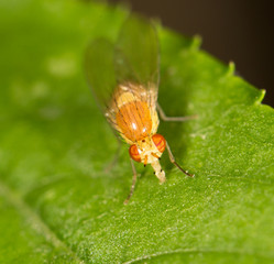 fly in nature. close