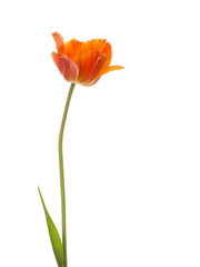 tulip flower on a white background