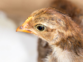small chicken