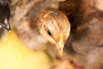 small chicken
