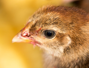 small chicken