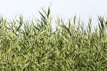 reeds in nature