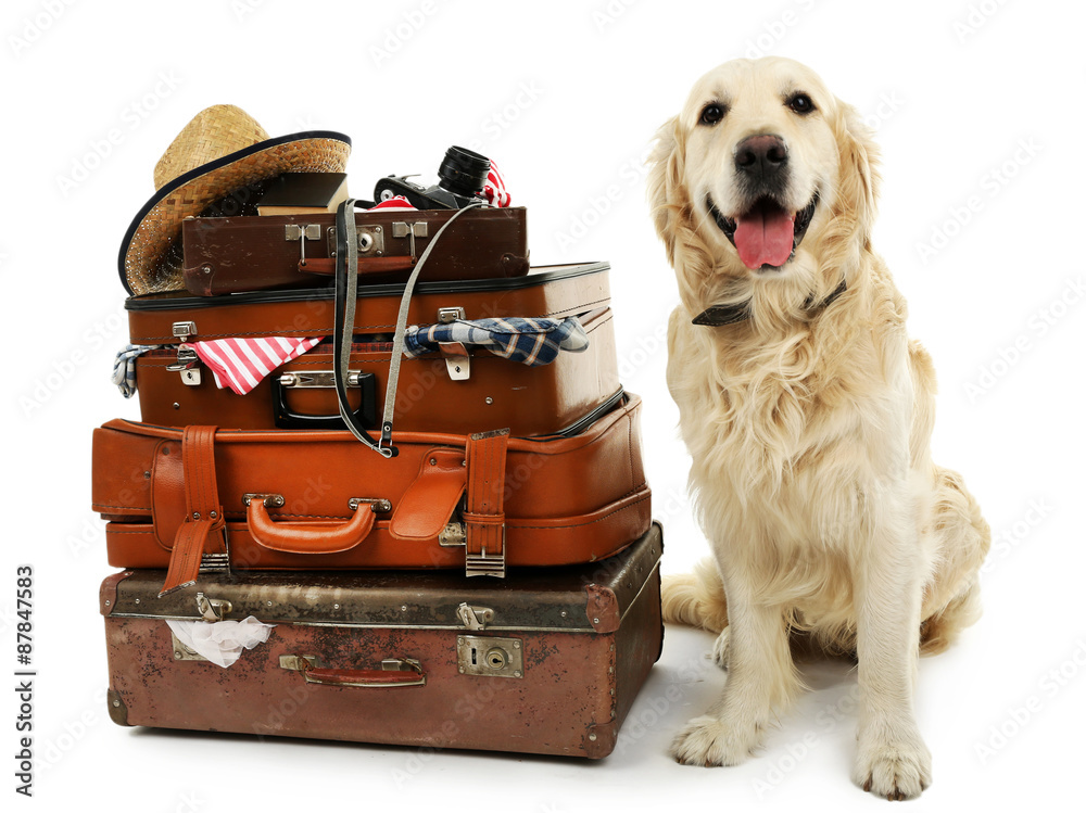 Wall mural Cute Labrador with suitcases isolated on white