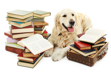 Portrait of Labrador with pile of books isolated on white