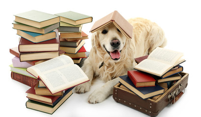 Portrait of Labrador with pile of books isolated on white