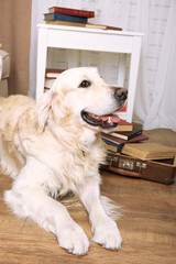 Portrait of cute Labrador with pile of books in room