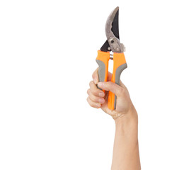 secateurs in hand on a white background