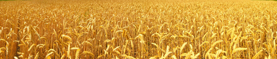 Wheat panorama