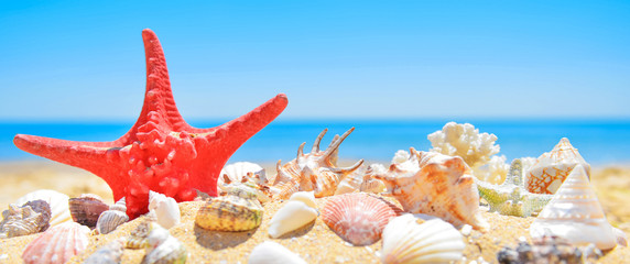 Fototapeta na wymiar Seashells on summer beach