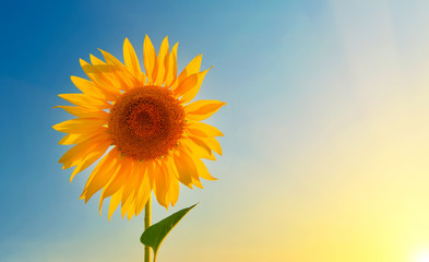 Obraz premium Sunny sunflower