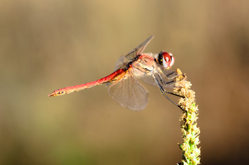 Golden dragonfly VII
