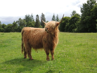 Vache écossaise 16