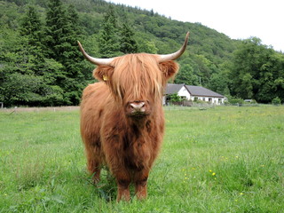 Vache écossaise 15