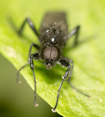 portrait of a fly on a green leaf. close