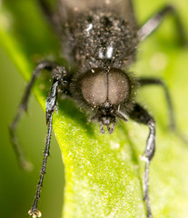 portrait of a fly on a green leaf. close