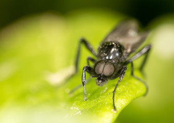 portrait of a fly on a green leaf. close
