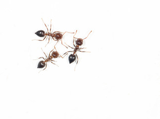 ants on a white wall. close