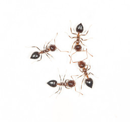 ants on a white wall. close