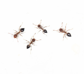 ants on a white wall. close