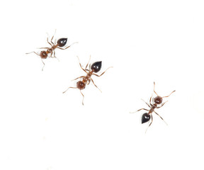 ants on a white wall. close