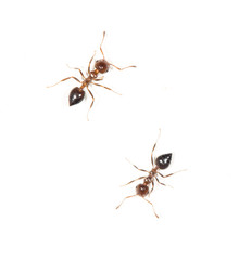 ants on a white wall. close