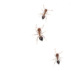 ants on a white wall. close