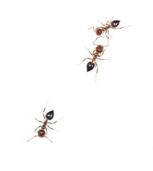 ants on a white wall. close