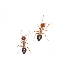 ants on a white wall. close