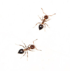 ants on a white wall. close