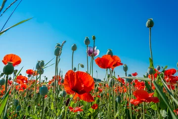 Gardinen Mohnblumen im Feld © kokandkok