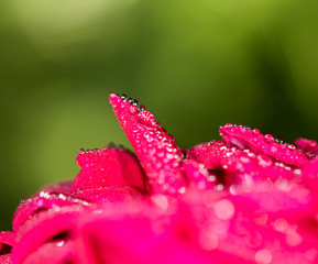 water drops on a red rose in nature