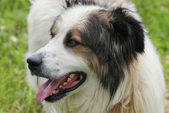 Portrait of the dog Tornjak