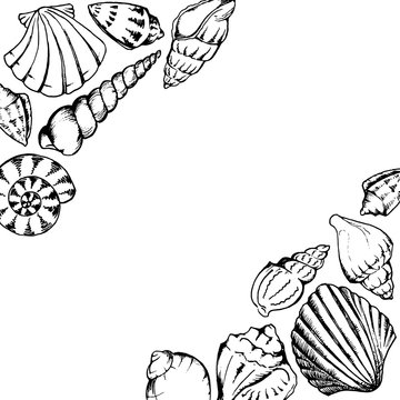 Sea shells line art hand drawn monochrome vector isolated frame