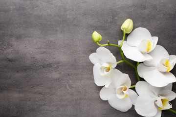 Fototapeta na wymiar White orchid on the grey background.