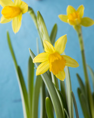 Obraz premium Daffodils.