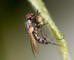 fly in nature. marco