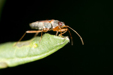 a beetle on a leaf. close