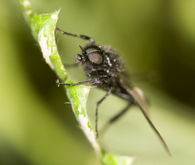 fly on a green leaf. close
