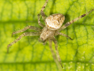 Spider in nature. marco
