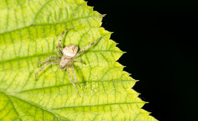 Spider in nature. marco