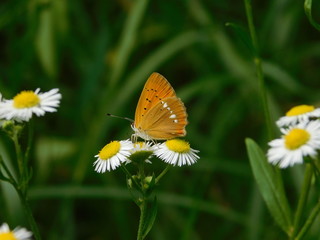 Butterfly on a thistle