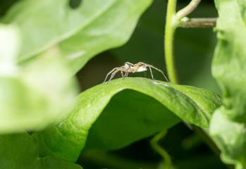 Spider in nature. marco