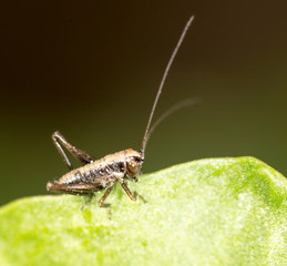 Fototapeta premium small grasshopper on a green leaf. close-up