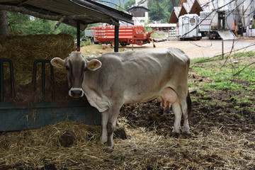 mucca mangiatoia latte mucche stalla 