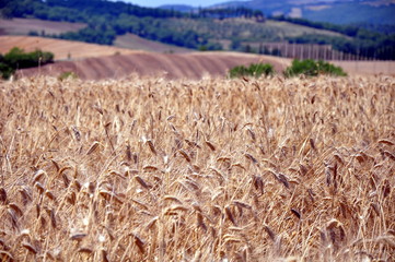 Harvested Wheat Field with the Hills in background in Italy