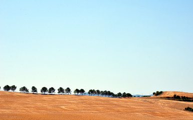 Harvested Wheat Field And Trees In A Row