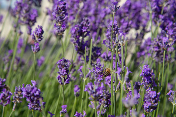 Fototapeta premium Lavender blooming