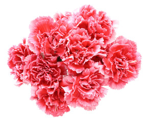 カーネーション